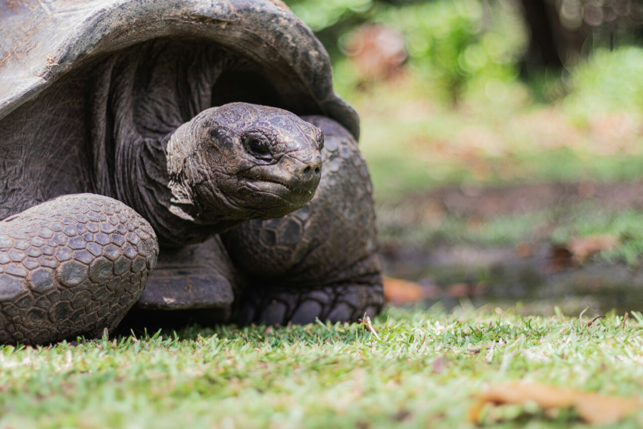 A turtle in Alphonse Island, Seychelles