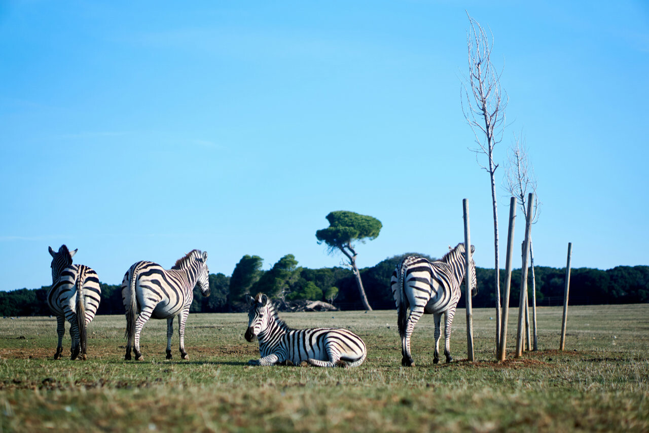 Zebras in National Park Brijuni